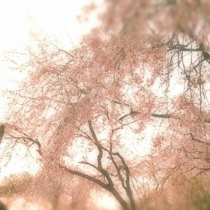 桜-300x300-1.jpeg